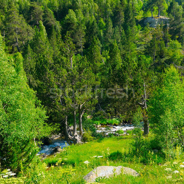 mountain landscape with trees, grasses and creek Stock photo © alinamd