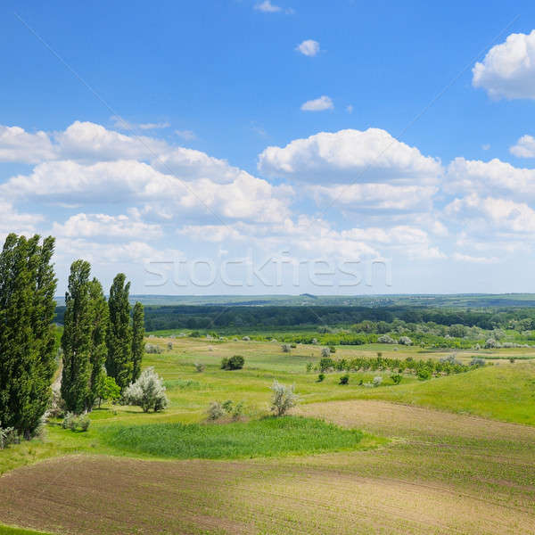 Zdjęcia stock: Malowniczy · zielone · dziedzinie · Błękitne · niebo · wiosną · trawy