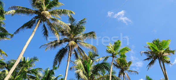 tropical palm trees against the blue sky Stock photo © alinamd