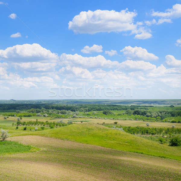 Foto stock: Verde · campo · blue · sky · pitoresco · primavera · grama