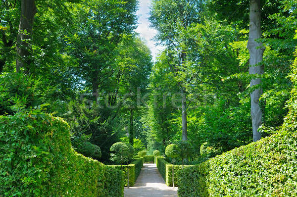 Summer park with hedges Stock photo © alinamd