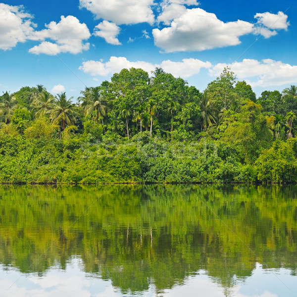 Tropicales Palm forêt rivière banque Sri Lanka Photo stock © alinamd