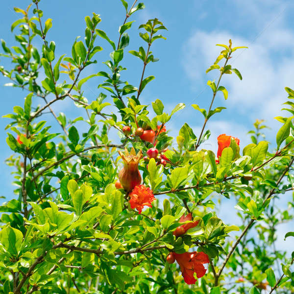 pomegranate tree with flowers and unripe fruit Stock photo © alinamd