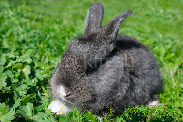 little rabbit on green grass background Stock photo © alinamd