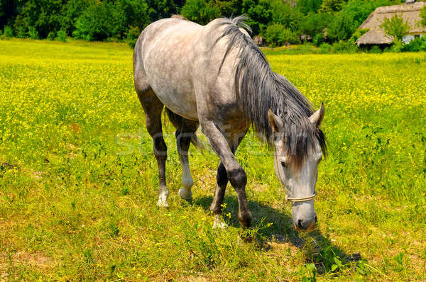 old horse grazing in a meadow Stock photo © alinamd