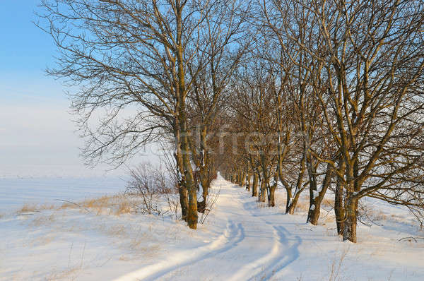 snow-covered field and trees in the snow on a background of blue Stock photo © alinamd