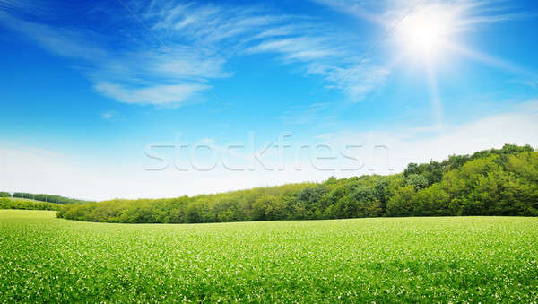 Świt zielone dziedzinie niebo trawy wygaśnięcia Zdjęcia stock © alinamd