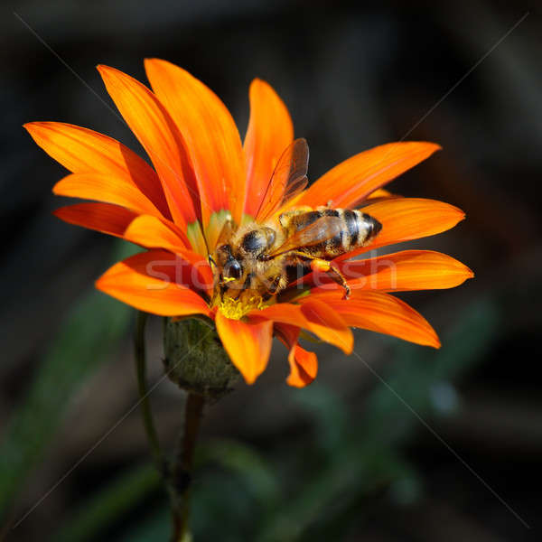 Méh gyönyörű virág textúra természet kert Stock fotó © alinamd
