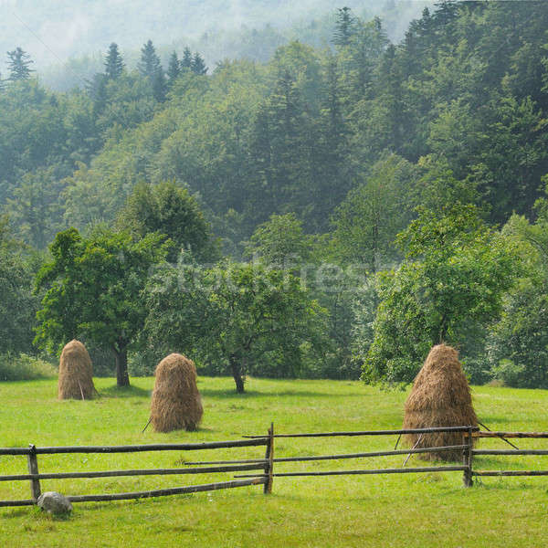 Munte vale iarbă pădure natură vară Imagine de stoc © alinamd