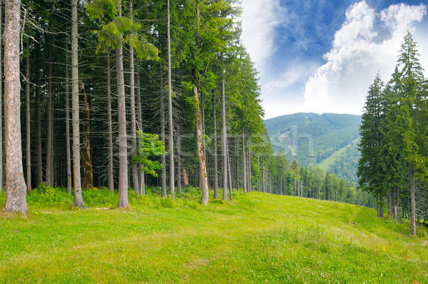 Pino madera ladera cielo árbol forestales Foto stock © alinamd