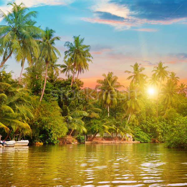 [[stock_photo]]: Rivière · belle · sunrise · tropicales · palmiers · ciel