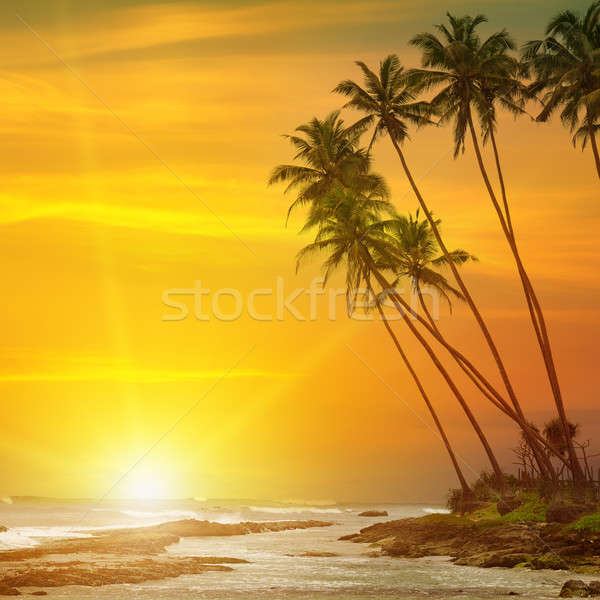 sun rise, tropical palm trees and ocean Stock photo © alinamd