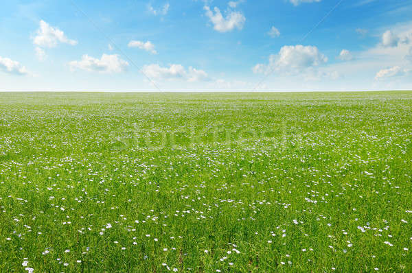 Veld bloei blauwe hemel voorjaar gras zon Stockfoto © alinamd
