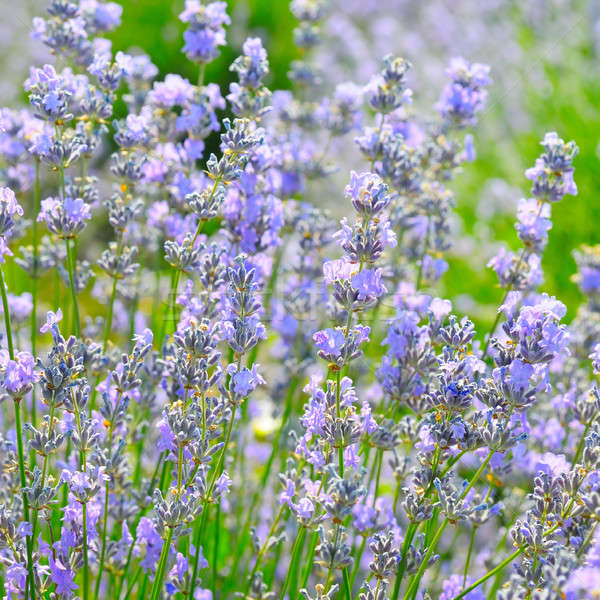 bush of blossoming lavender in the summer field Stock photo © alinamd