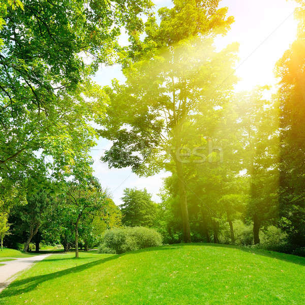 Bright sunny day in park. Sun rays illuminate green grass and tr Stock photo © alinamd