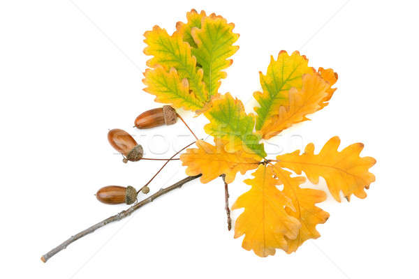 Eiche Blätter isoliert weiß Hintergrund orange Stock foto © alinamd
