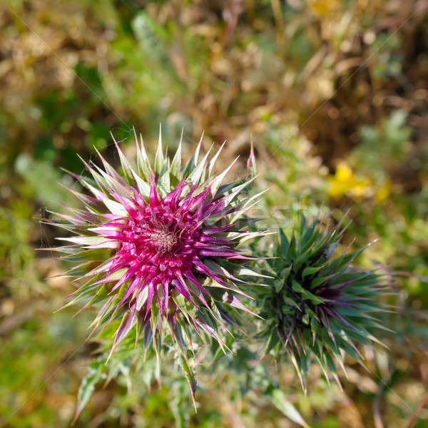 thistle flower on blurred green background Stock photo © alinamd