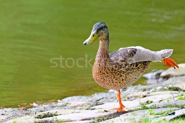 domestic duck on background pond Stock photo © alinamd