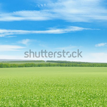 Verde campo cielo blu luce nubi primavera Foto d'archivio © alinamd