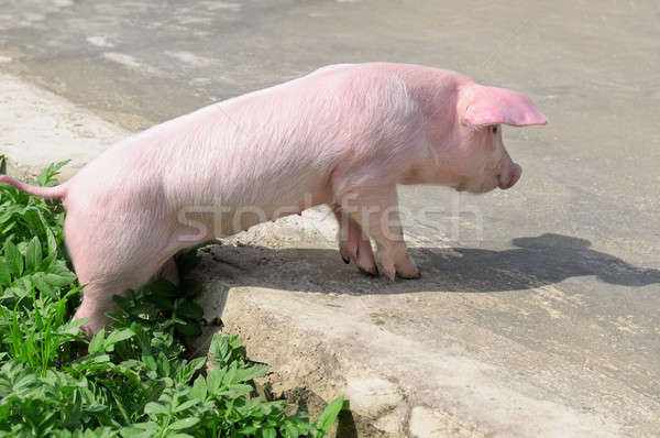 funny pig on the road Stock photo © alinamd