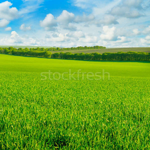зеленый области Blue Sky облака весны трава Сток-фото © alinamd