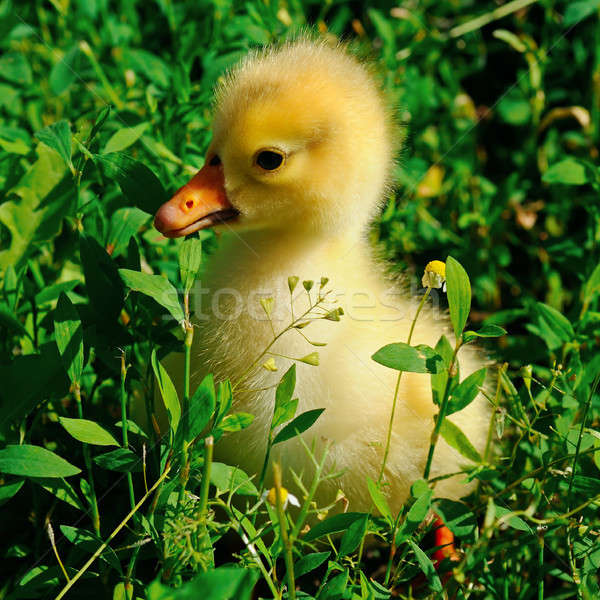 Mały żółty gęś zielone trawnik trawy Zdjęcia stock © alinamd