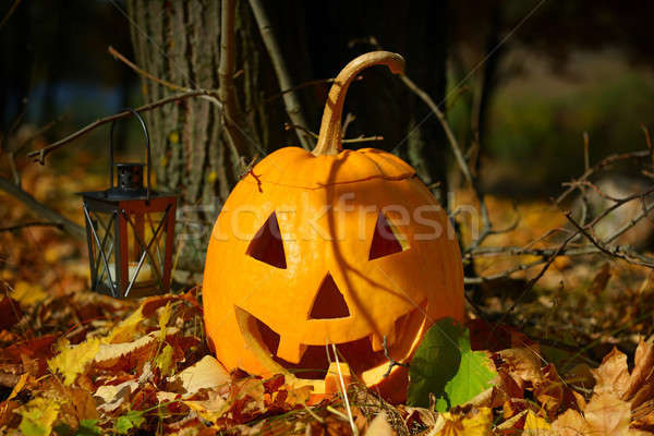 pumpkin-head and autumn forest Stock photo © alinamd