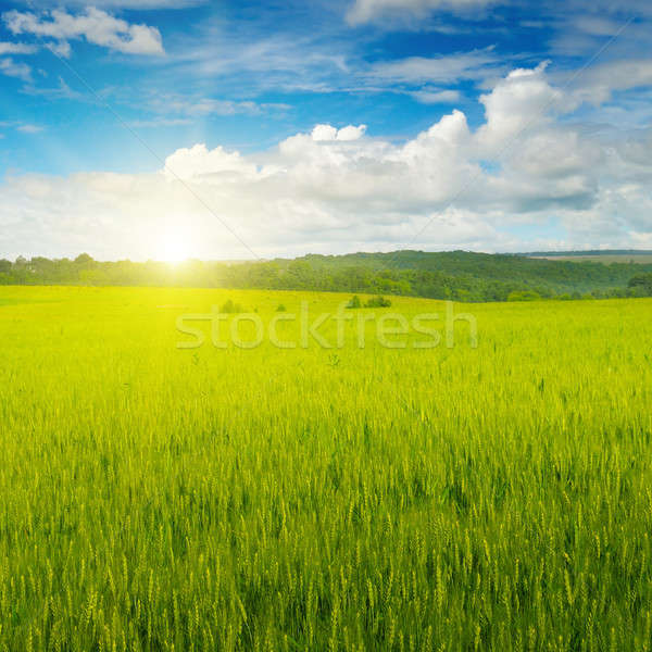 field and sunrise in the blue sky Stock photo © alinamd