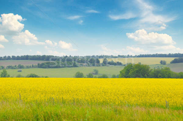 wheat field and blue sky Stock photo © alinamd