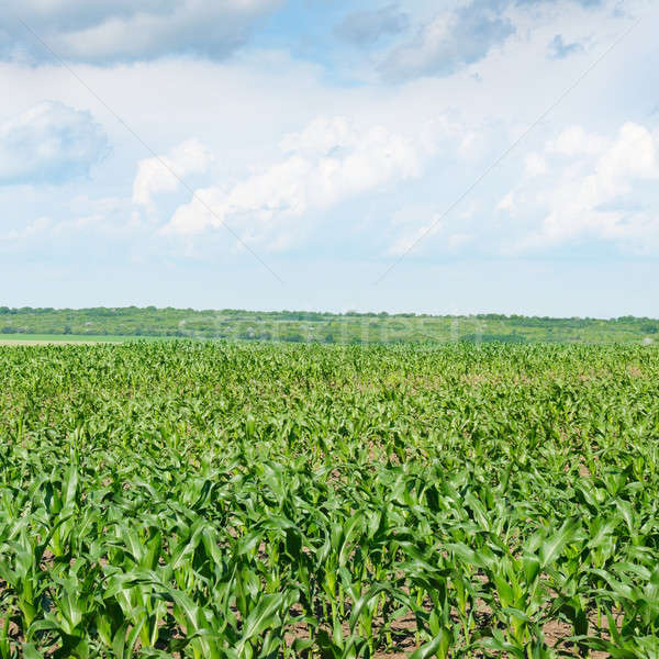 corn field with the young shoots Stock photo © alinamd