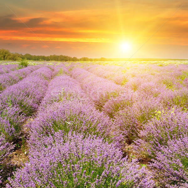 Domaine floraison lavande sunrise ciel fleur [[stock_photo]] © alinamd