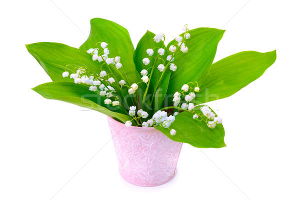 Stock photo: lilies of the valley isolated on white background