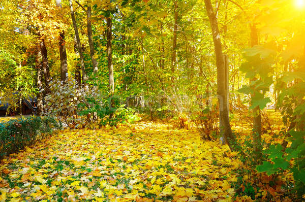Foto d'archivio: Autunno · foresta · giallo · acero · foglie · sunrise