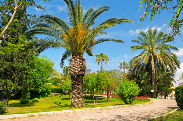 Tropikalnych ogród palm trawnik niebo drzewo Zdjęcia stock © alinamd