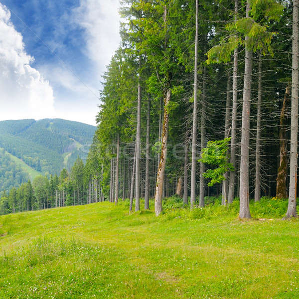 pine wood on the hillside Stock photo © alinamd