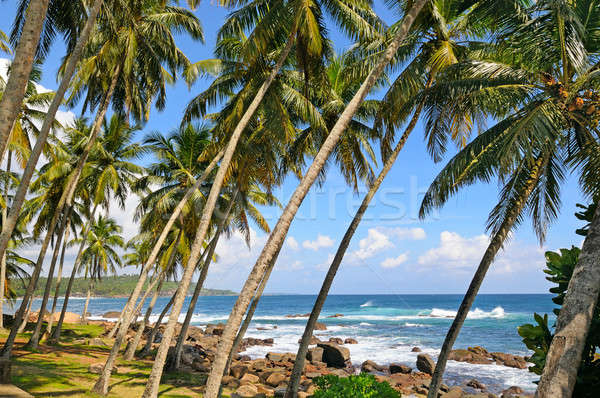 кокосового ладонями океана берега пляж небе Сток-фото © alinamd