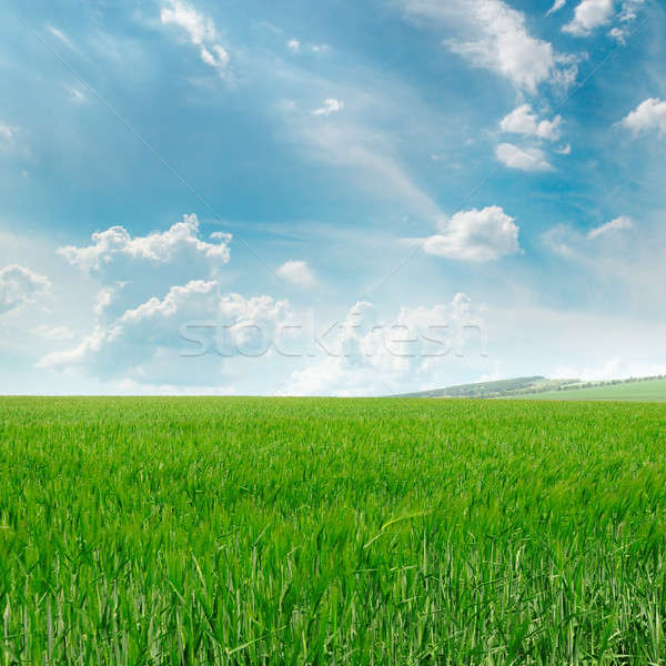 green field and blue sky with light clouds Stock photo © alinamd