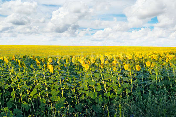 Stockfoto: Veld · zonnebloemen · blauwe · hemel · landschap · schoonheid
