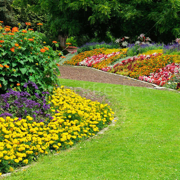Blossoming flowerbeds in the park Stock photo © alinamd