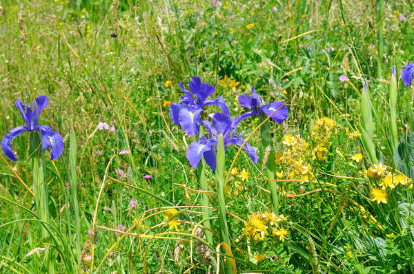 Farklı otlar çiçekler iris çiçek doğa Stok fotoğraf © alinamd