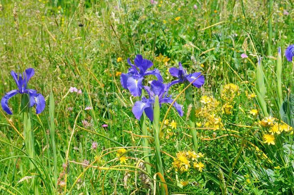 Diferente ervas flores Íris flor natureza Foto stock © alinamd