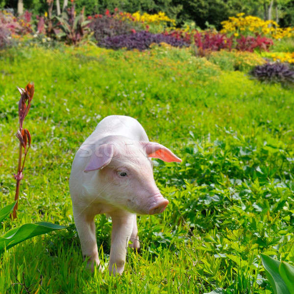 pig on a background of green grass and flowers Stock photo © alinamd