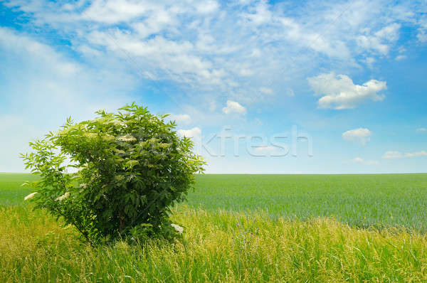 green field and blue sky with light clouds Stock photo © alinamd
