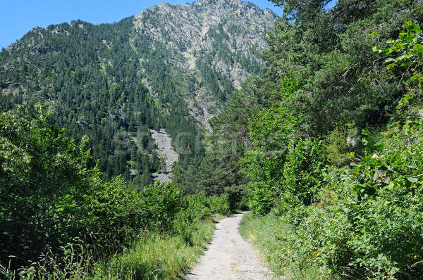 hiking trail through the forest slopes of mountains in summer Stock photo © alinamd