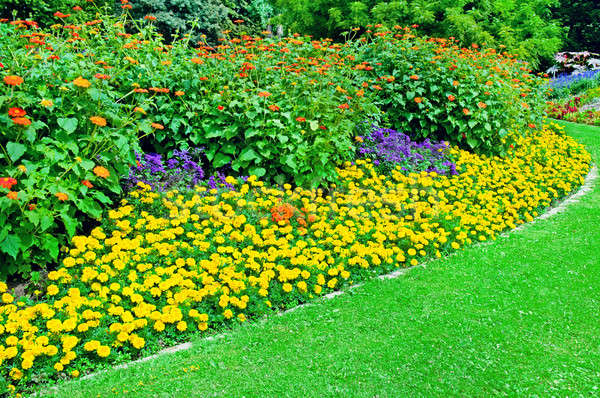 夏天 公園 春天 草 / beautiful flowerbed in summer