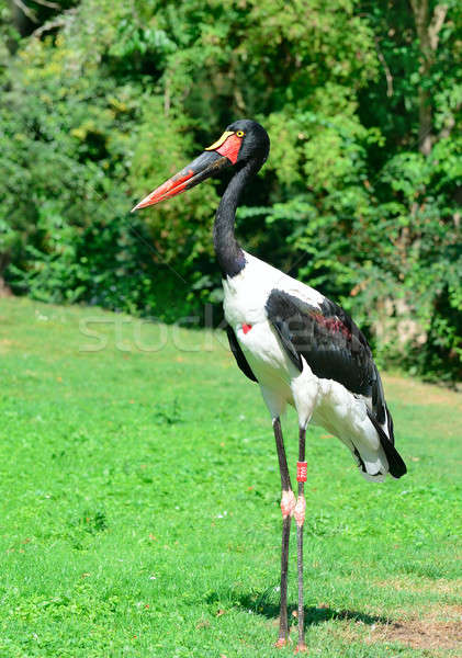 black stork in the summer park Stock photo © alinamd