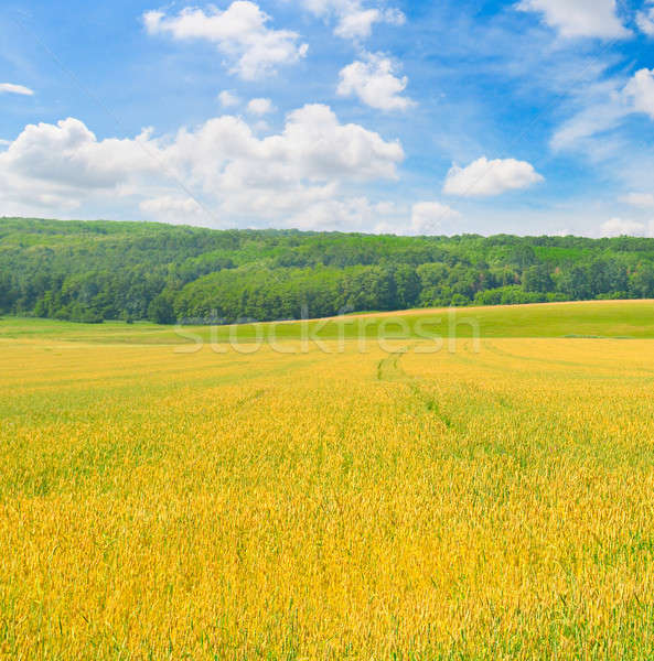 field and blue sky with light clouds Stock photo © alinamd