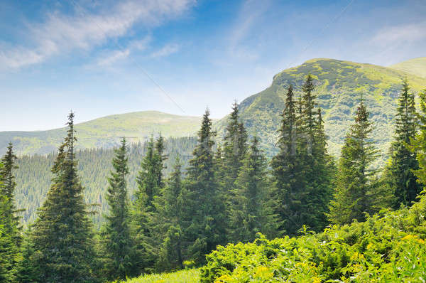 spruce forest on the hillside Stock photo © alinamd