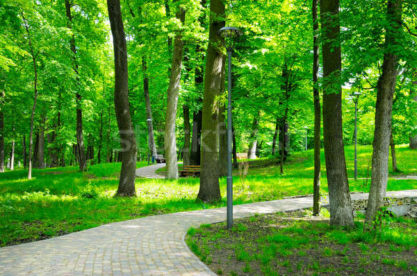 summer park with walking paths Stock photo © alinamd