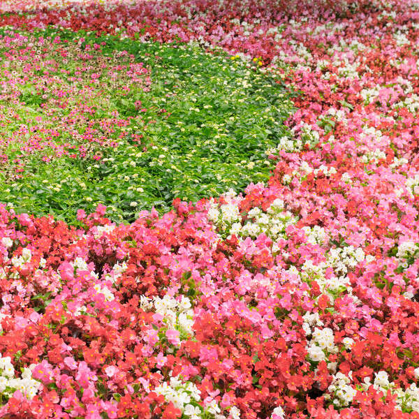 flower bed with bright summer flowers Stock photo © alinamd
